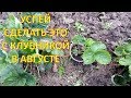 Не сажайте КЛУБНИКУ в августе, пока не посмотрите это видео!!! Как выращивать клубнику.