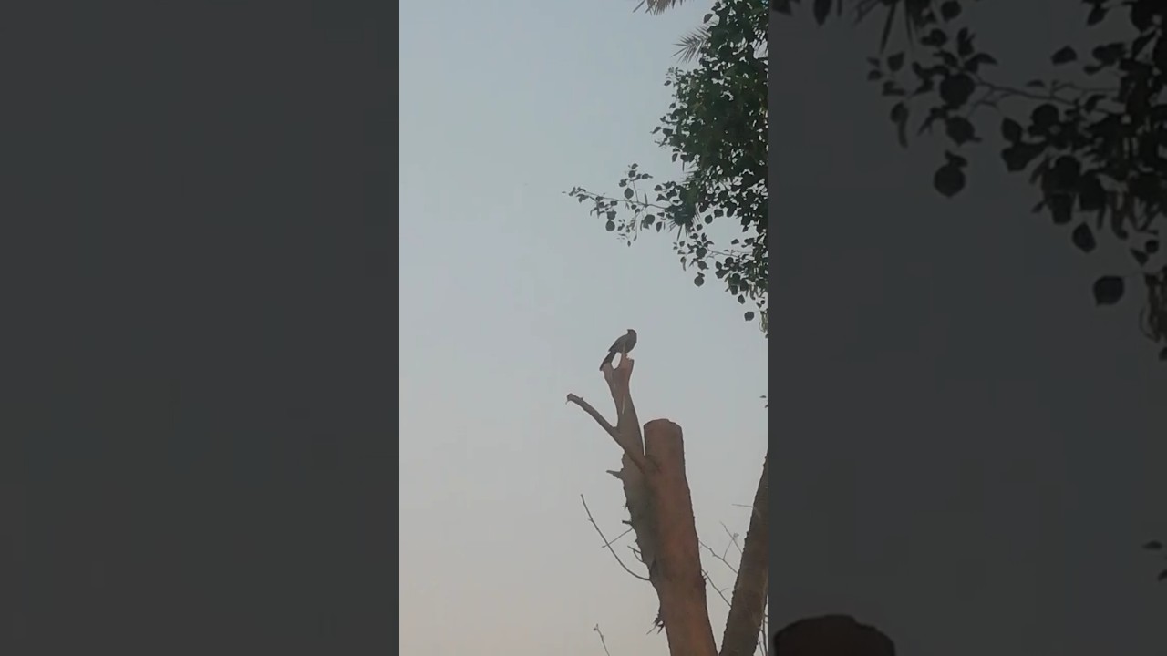 A bird is sitting on tree in evening time 