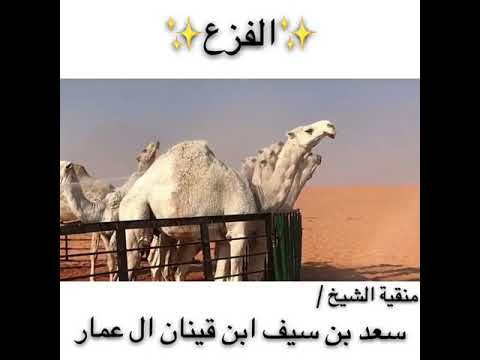 منقية الشيخ سعد بن سيف ابن قينان رحمه الله