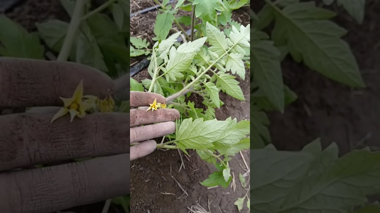 PAMILDORI QISHDA GULASHI QIYIN BO‘LARKAN