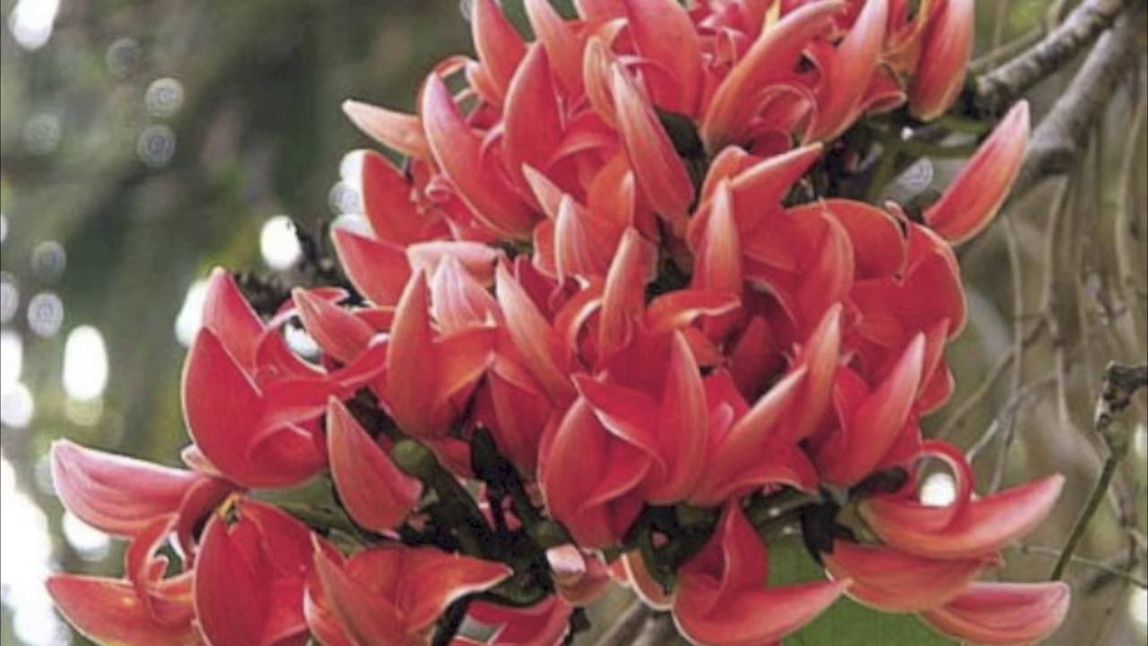 Butea monosperma (Flame-of-the-forest and bastard teak)