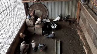 О бакинских голубях/маленький обозр на черных чилей