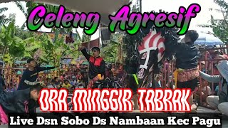 Perang Celeng Kembar Putro WIBOWO || Live Dsn Sobo Ds Nambaan