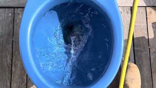First Flush On A New Old Stock Ideal Standard Syphonic Topaz Toilet In Sorrento Blue