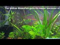 Indian Glassfish Fun Facts