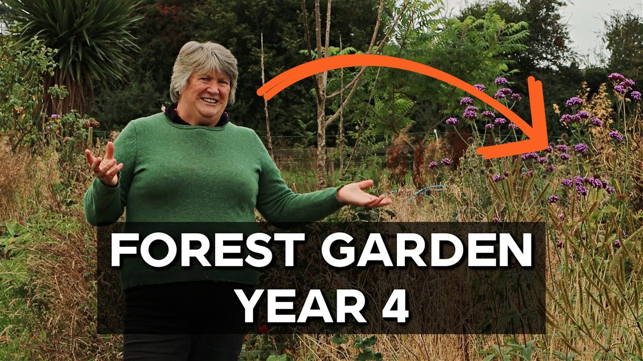 Food Forest Garden Tour | Permaculture in practice (August 2025)