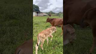 #gado #pecuarista #sabiadocampo #fazenda #mercadoagricola #agro #vidanocampo #cowboys #pião