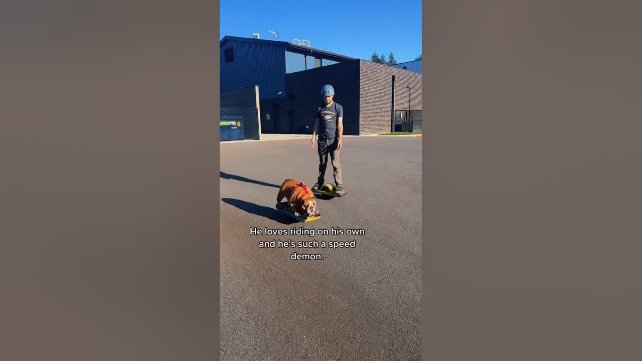 Bulldog riding a Onewheel! Chowder is movin 💨 via Chowder The Bulldog