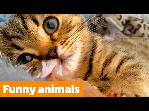 Cute Silly Animals | Funny Pet Videos