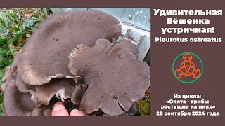 :  ¸ ! Pleurotus ostreatus.