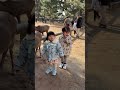 鹿さんと遊んだよ🦌#しまいにっき#年子姉妹＃0歳児#3歳児＃4歳児#shorts #奈良公園 #しか#鹿