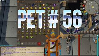 Pet # 56: A Peek at Runescape's Biggest Beer Collection