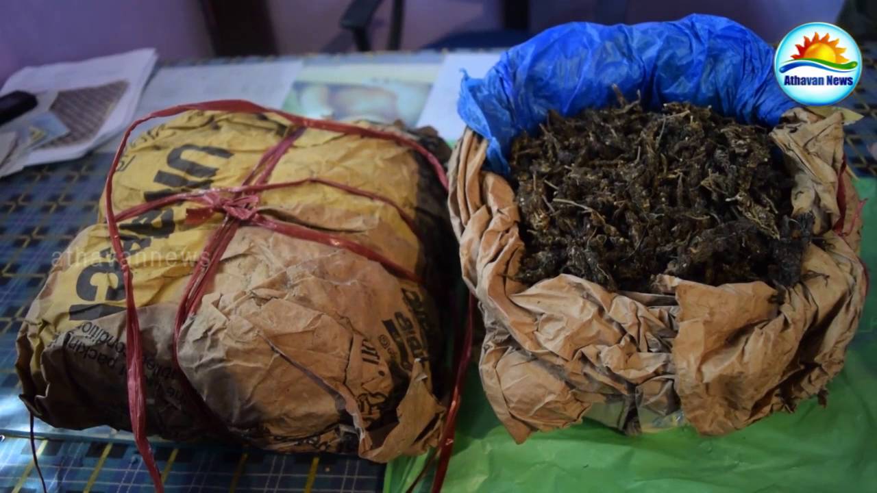 Kerala Ganja recovery in Thalaimannar