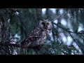 🇬🇧  Boreal owl - 🇫🇮 Helmipöllö - 🇫🇷 Chouette de Tengmalm (Aegolius funereus)