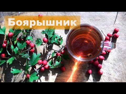 ☘ Боярышник | Свойства и применение | Чай из боярышника