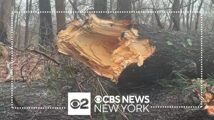 Crews Across Westchester County Clean Up Downed Trees After Storm