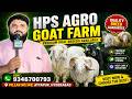HPS AGRO GOAT FARM | Premium Goat Breeds Available | Pillar No.148 Attapur, Hyd | Cont: 9346700793