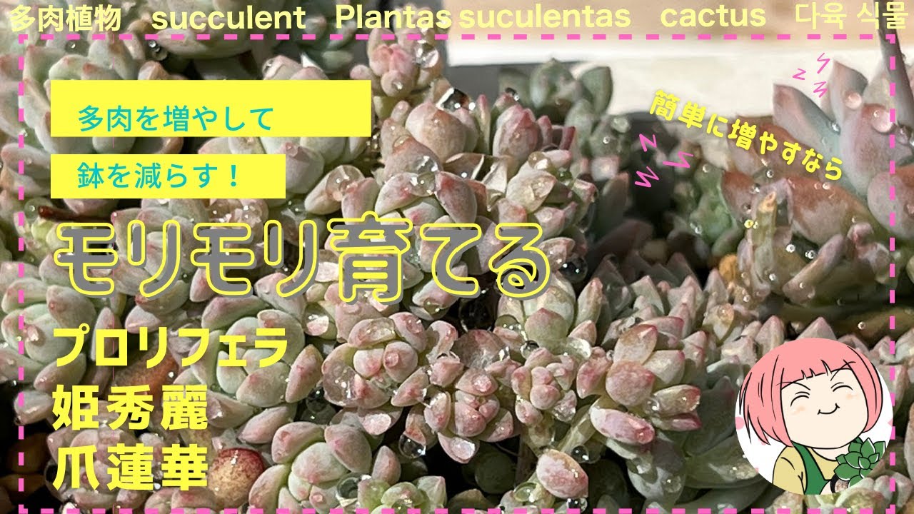 爪蓮華 カット苗 子株 多肉植物 （多肉植物韓国苗抜き苗美苗アルバ No.24）