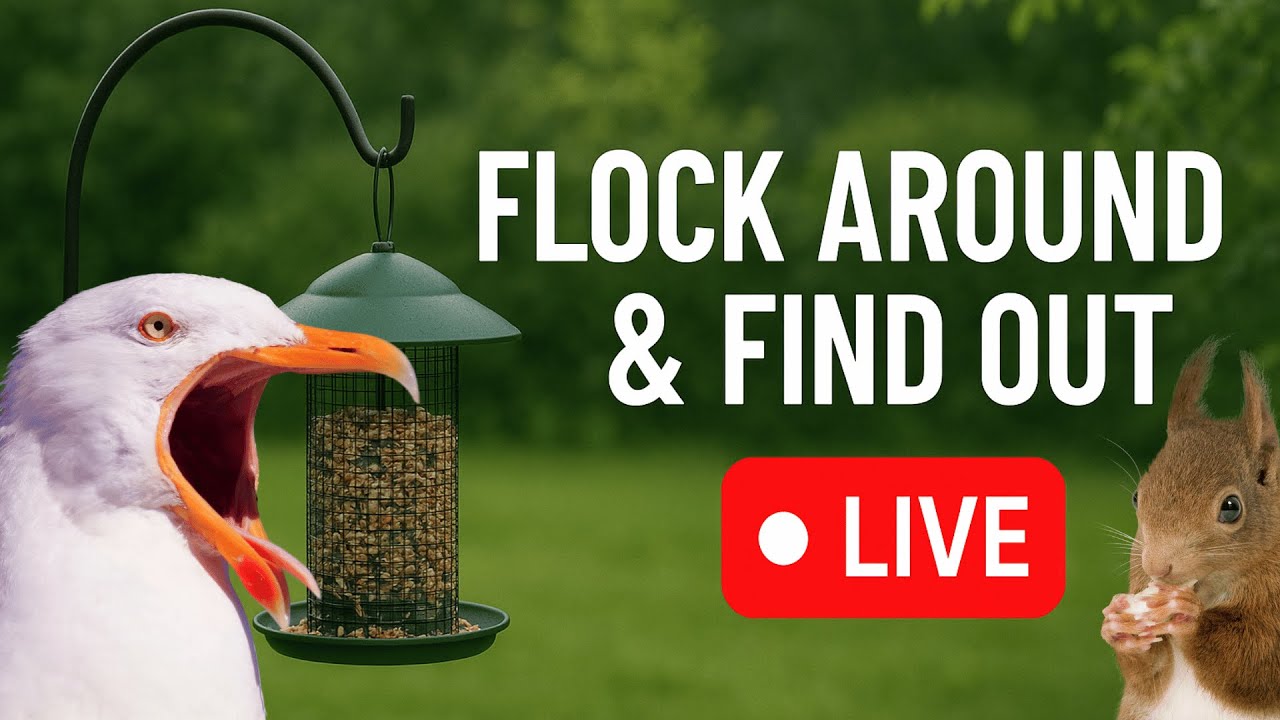 LIVE Bird Feeder Cam | Flock Around the Clock 🐦 | 2/8/2026