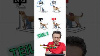 Maus, Katze und Hund - Teil 1 #mathe #miranda #rätsel screenshot 4