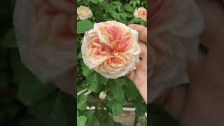 Алхимист Роза плетистая