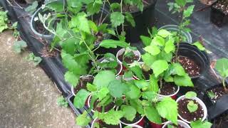 Growing Money in My Backyard:  Hibiscus Plants.