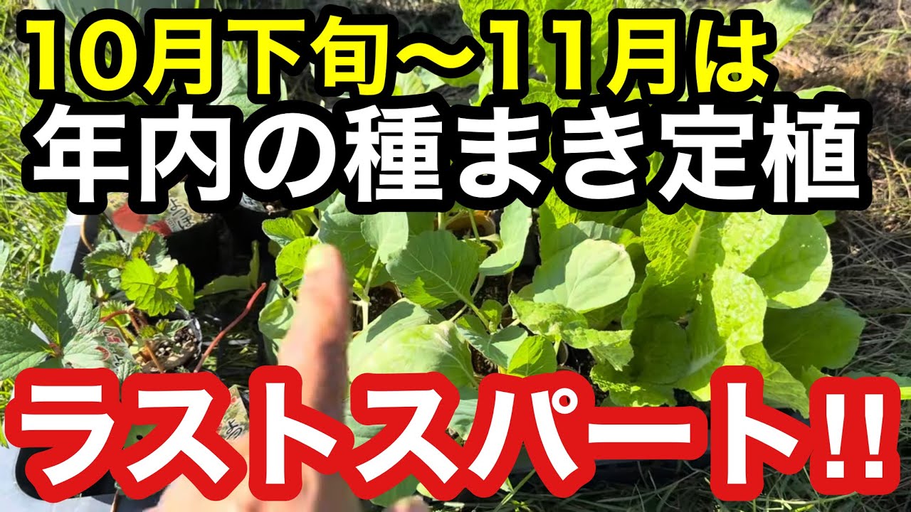Seeding and transplanting] Vegetables planted from late October to