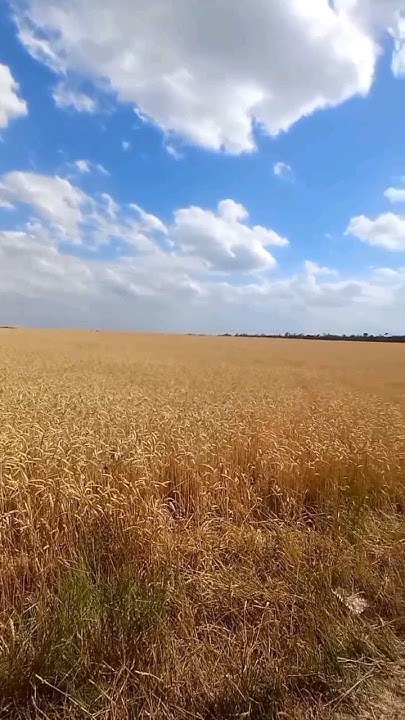 Ты должен вспахать поле в 100 тысяч гектар ! #приколы #мемы #поляна # ...