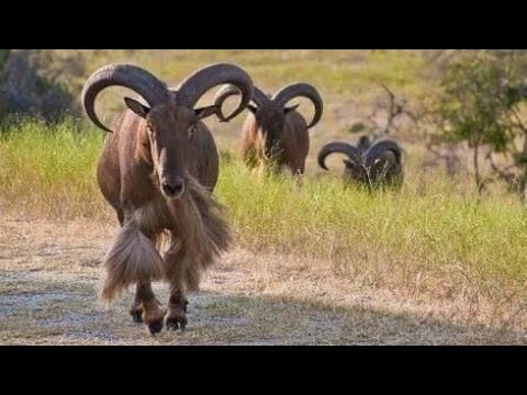 أروي المغربي