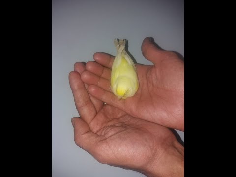 التجهيز السريع للكناري والحسون وجميع الطيور والزيادة في الخصوبة بفيتامين الفيرتي فيت