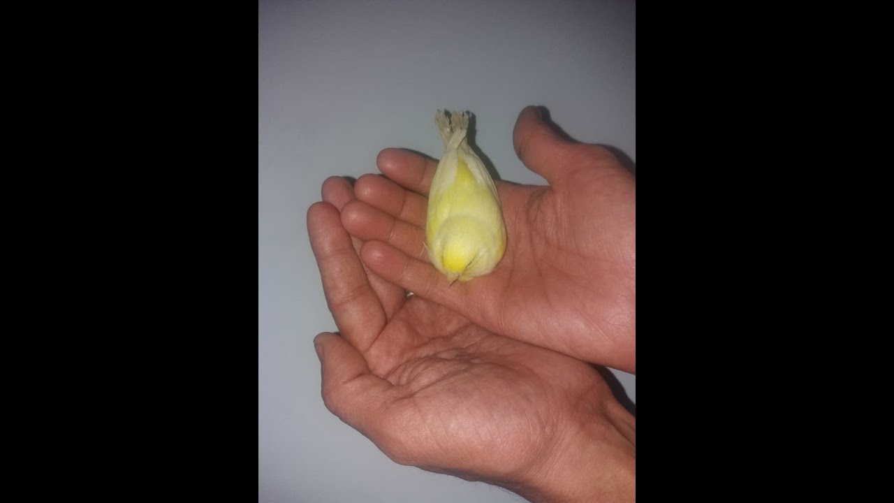 التجهيز السريع للكناري والحسون وجميع الطيور والزيادة في الخصوبة بفيتامين الفيرتي فيت