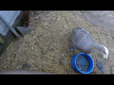 Cape Barren Goose