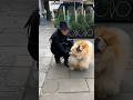A cute chow in London #chowchow #london #cutedog #dogshorts #doglover #clover #chowchows #christmas