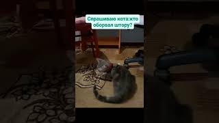 Шкода Моя #Cat #Shortscats #Tiktok #Рекомендации #Приколы #Ржачныевидео