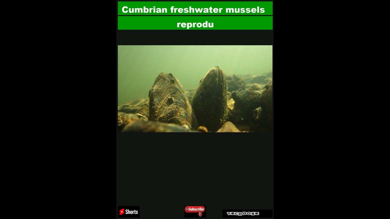 Cumbrian freshwater mussels reproduce for first time in 13 years|#