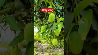 green mango #shorts #india #mango #bihar