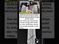 Cara pinguin melamar dengan memberikan krikil #beritaviral #faktaunik #kisahinspiratif