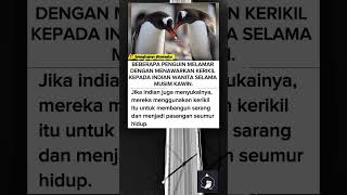 Cara pinguin melamar dengan memberikan krikil #beritaviral #faktaunik #kisahinspiratif