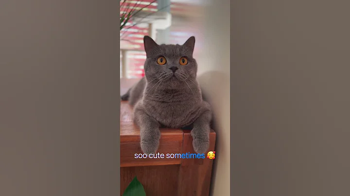 Video 8401551: british shorthair cat breed, little british shorthair kitten, cute british shorthair kitten, shorthair kitten britishshorthair, britishshorthair catlover kitten, sphinx cute catlover