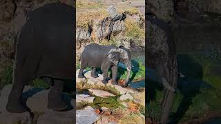 Watch How Carefully This Elephant Crosses the Rocks 🐘🪨