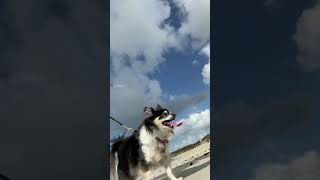 My precious Ruby Rabbit loves the beach. August 2021. ☀️