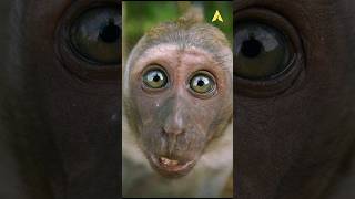 apakah benar monyet searogan itu?simak pembahasan lengkapnya👇🏼