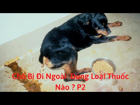 Video: Cách điều trị bệnh thiếu máu ở chó