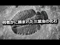 古代の地球に宇宙人が来ていた証拠？何者かに踏まれた三葉虫の化石