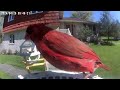 Daily Birdwatching - Netvue Birdfy Birdfeeder Cam - April 26, 2024
