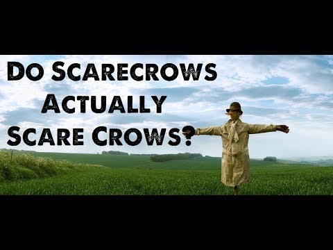 Do Scarecrows Actually Scare Crows?