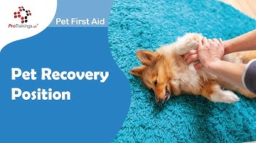 Pet Recovery Position