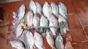 Đụng độ đàn rô cực khủng,  súng bắn cá V3 bắn không trượt con nào