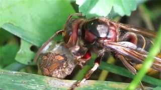 Hornet vs. Spider