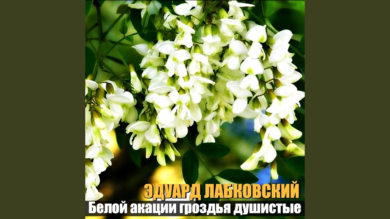 Белая акация песня слушать. Романс белой акации гроздья. Белое растение с душистыми гроздьями. Портрет в белой акации. Белая акация песня слушать.